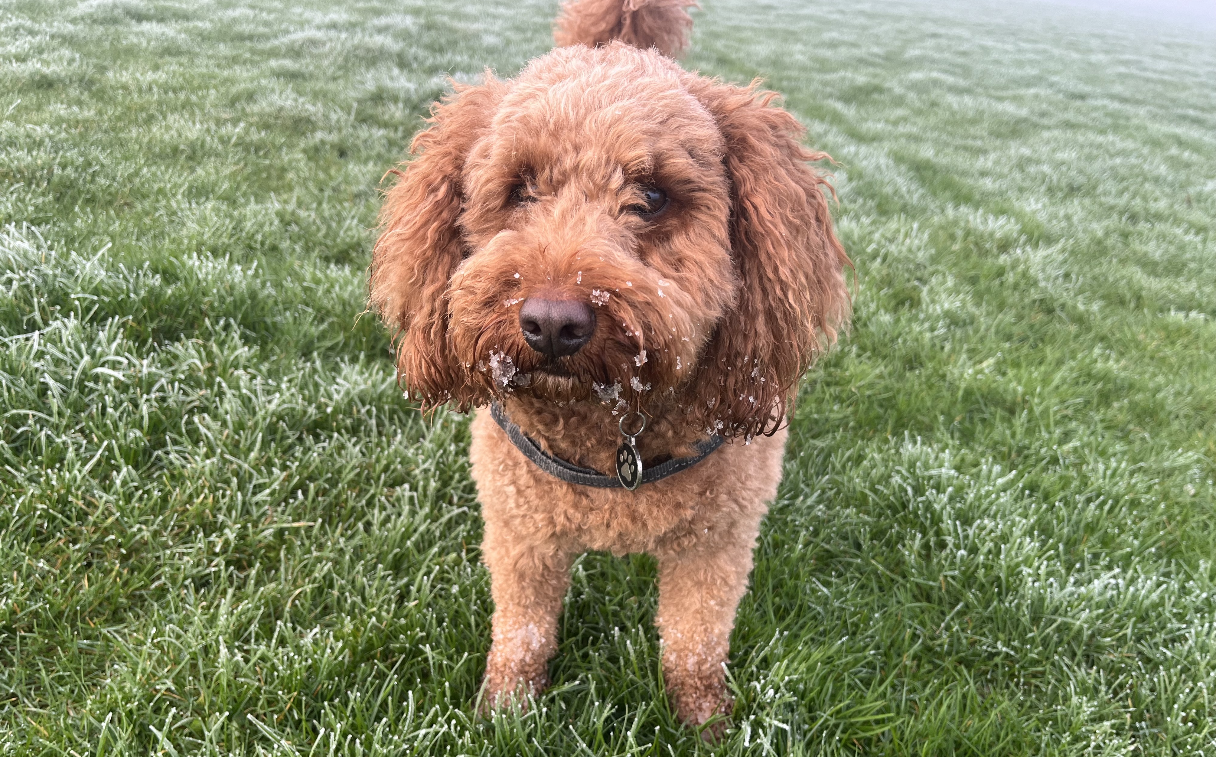 Harry the cockapoo