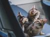 Cats On A Plane