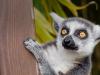 Just launched: ZSL London Zoo lemurs